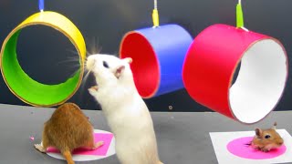Cat Tv - Mouse Games for Cats To Enjoy - 10 Hours 4k Mice fun & playing on rings by mouse channel 29 views 1 month ago 10 hours, 44 minutes