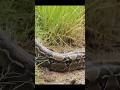 wildlife