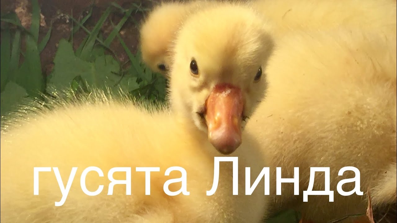 Отправила первую партию гусят/ Подготовка к транспортировки в дальнюю ...