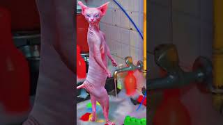 Billi Tu Meri Yellow Block Dede