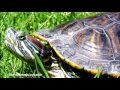 ТОП-10 ошибок при содержании красноухих черепах!/TOP 10 mistakes in the content slider turtles!