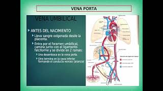 D  Seminario 3 A Hígado, vías biliares e ictericias. UA2. FMED. UBA