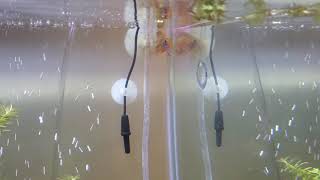 Gouramis mating dance?