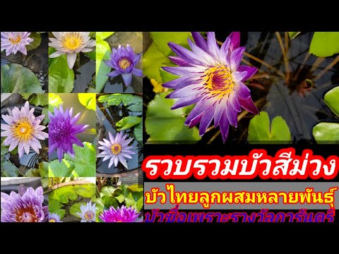 วีดีโอ: ดอกบัวสีม่วงหมายถึงอะไร?