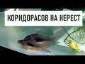 КОРИДОРАСОВ НА НЕРЕСТ | АКВАРИУМНЫЕ ХЛОПОТЫ