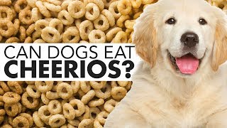 can a dog eat honey nut cheerios