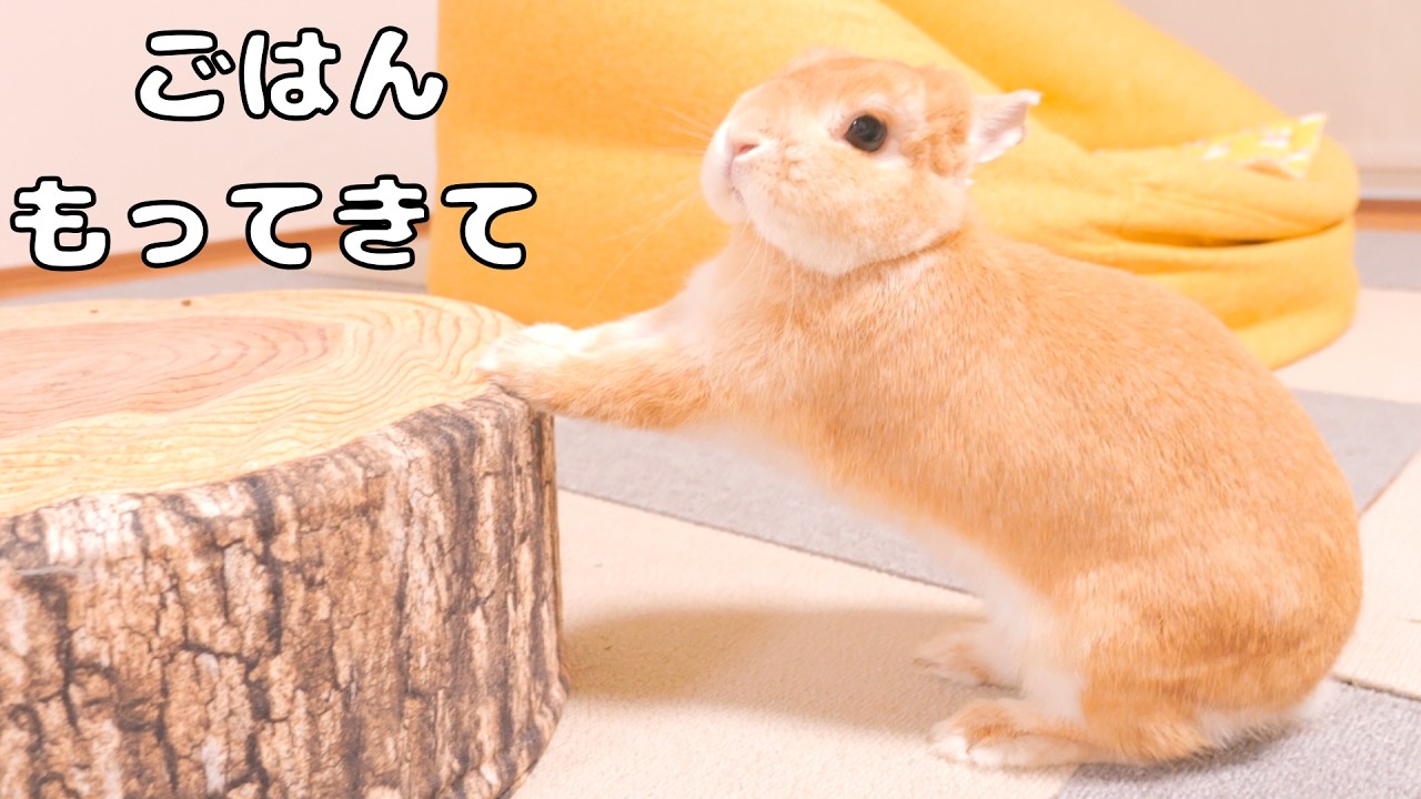 Mugi begging the owner for food was just too cute 【No.1935