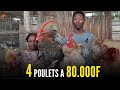 80000f pour 4 poulets au bnin levage de poulet local en afrique investir au pays