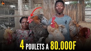 80.000f pour 4 POULETS au Bénin (élevage de poulet local en AFRIQUE) investir au pays