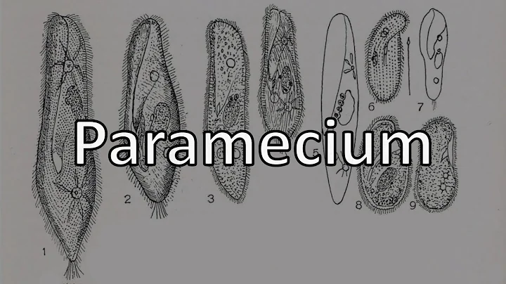 Paramecium