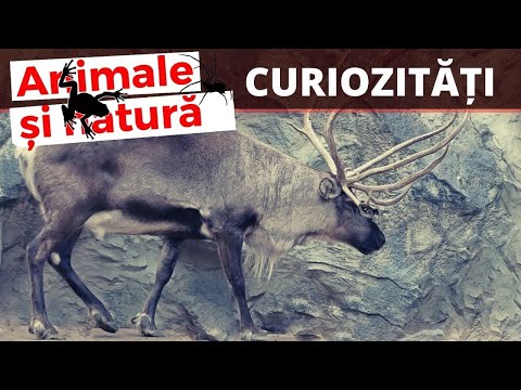 Video: Renii masculi au coarne?