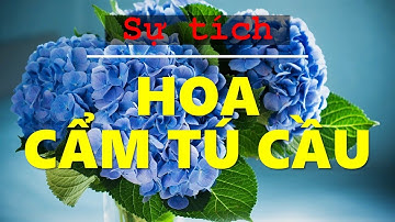 ☀ Sự tích hoa Cẩm Tú Cầu khiến nhiều người rung động ☀ Tình yêu & quyền lực ??? ❤ Bật mí TV ❤