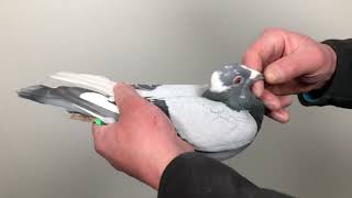 Vandenabeele “Rudy” 423