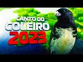 AQUELE TUI TUI CLASSICO 3 NOTA 2023