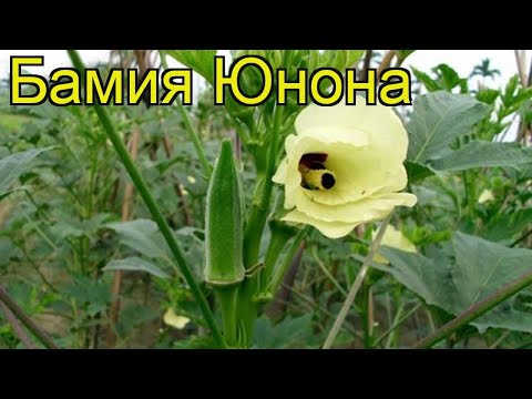 Видео: Что означает abelmoschus?