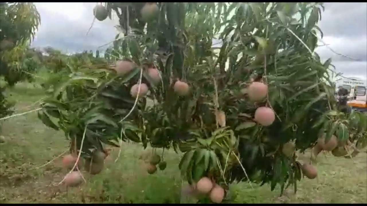 مزرعة مانجو صنف شيلي بجنوب أفريقيا Youtube