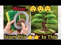 From Sponge to Beautiful Bonsai | Easy DIY #youtube #arttherapy #art #diy #bonsai 