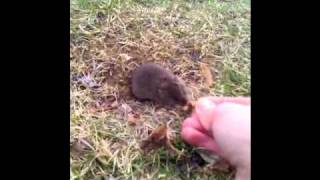 Feeding Meadow Vole