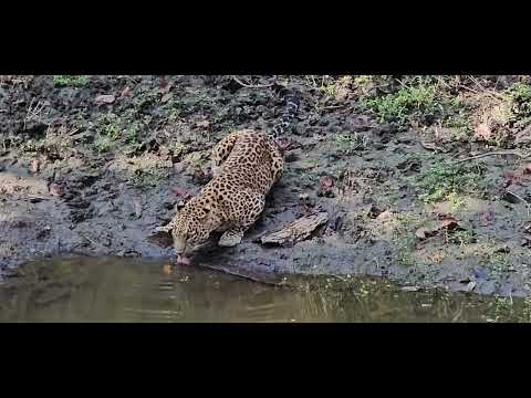 The leopard drinking at the water — the centrepiece