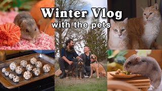 Download Lagu Celebrating the Winter Solstice with the Animals 🐹🐶🐱 MP3