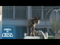 Starving Cat Wanders Around Precariously On Top Of An Apartment Railing | Animal in Crisis EP71