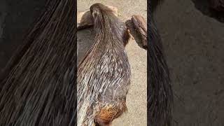 Puercoespín en Cabárceno Cantabria #animals #cabarceno #cantabria