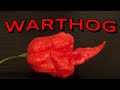 The Warthog Wartryx X 7 Pot Primo This Is THE HOTTEST PEPPER I Ve Eaten This Season ABSOLUTE UNIT The Warthog Wartryx X 7 Pot Primo This Is THE HOTTEST PEPPER I Ve Eaten This Season ABSOLUTE UNIT
