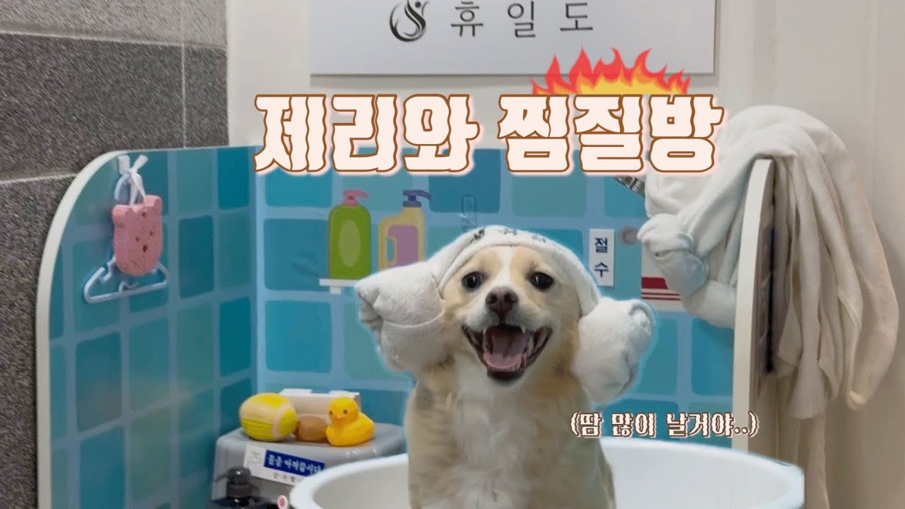 강아지랑 찜질방을 갈 수 있다고?♨️ 이천 '휴일도' 제리와의 첫 찜질 데이트