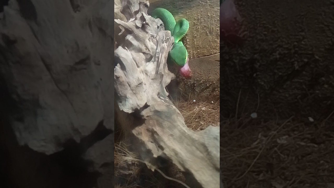 video editing software free Trimeresurus insularis eating baby mouse.