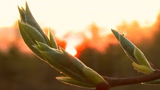 По Твоим следам, Спаситель | С любовью к русской природе