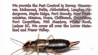 pest control Richmond