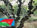 Gövdesinden Meyve Veren Ağaç Jabuticaba Guapuru Nedir