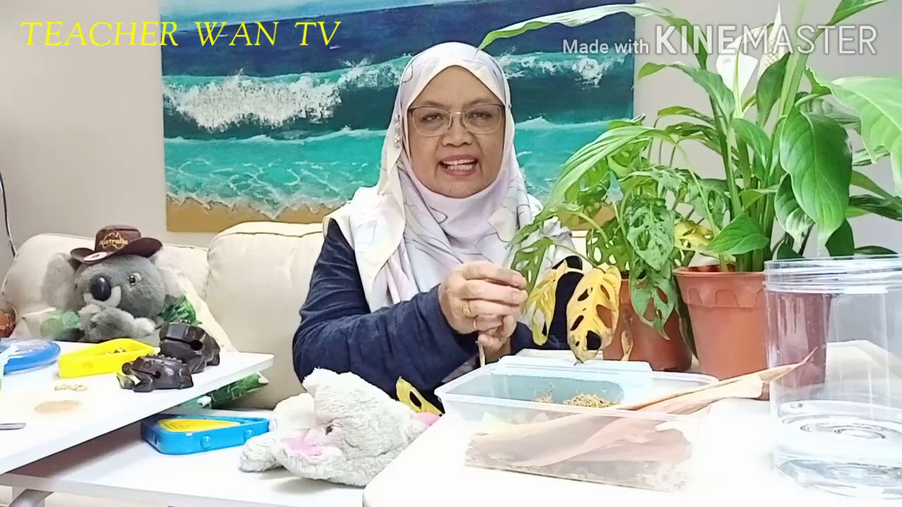 Teacher Wan TV - Perkembangan Deria dan Dunia Persekitaran - YouTube