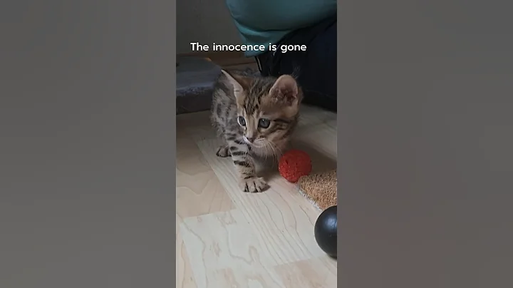 Watch the video about From kitty to tiger 🐅 #cat #bengalcat #bengal #kitten #catvideo #shortswithcamilla #soumy