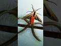 This Tiny Insect Is Actually One Of The Deadliest Things On Earth