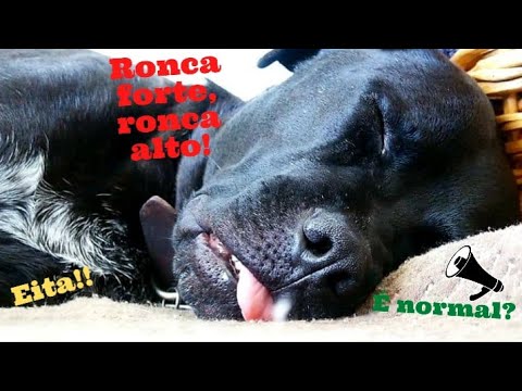 Vídeo: Como parar um cão de ronco