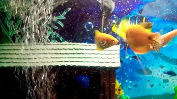 Micromax canvas 2 Plus A110Q Cinematography