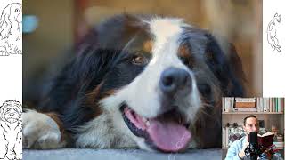 Bernese Mountain Dog. Temperament, price, how to choose, facts, care, history by Fauna Friend 35 views 2 months ago 9 minutes, 8 seconds