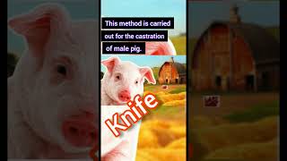 This Method Is Carried Out For The Castration Of Male Pig 