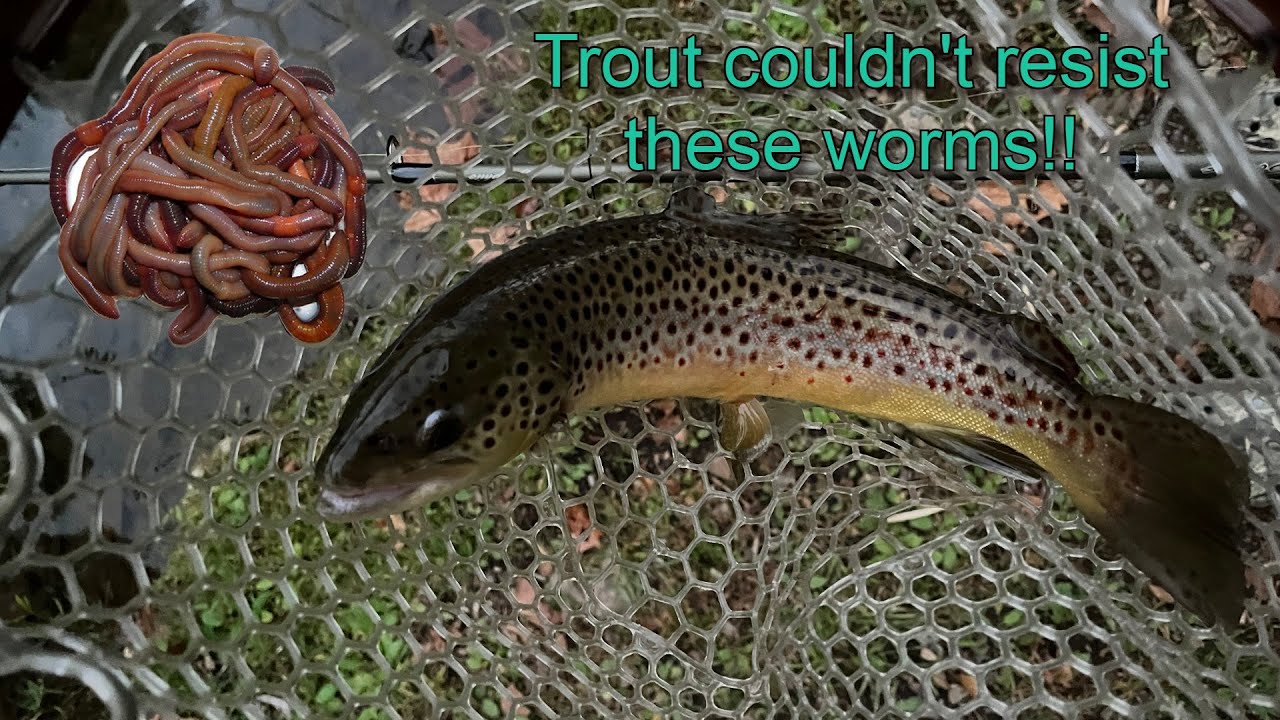 Trout Fishing with LIVE WORMS! (Does it work??) 