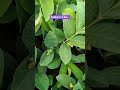 Taiwan pink guava #garden #plant #rare #flowers