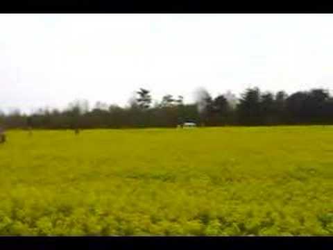 Tulip Festival (Niigata)