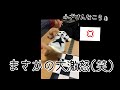 ゴールデンレトリバー　2ヶ月　初めてのお洋服