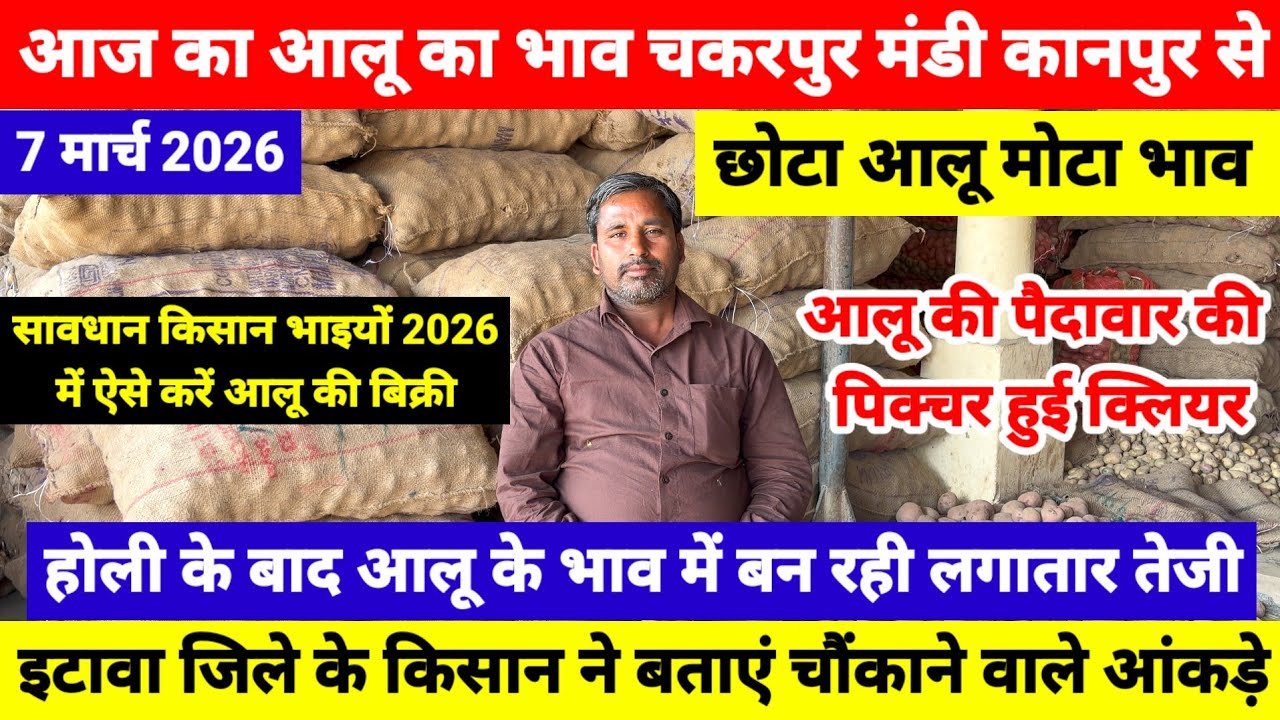 आज का आलू का भाव चकरपुर मंडी कानपुर से 7 March 2026 || होली के बाद आलू के भाव में बन रही लगातार तेजी