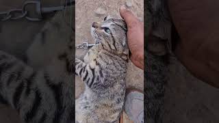 # masoomiat # animal lover ♥️