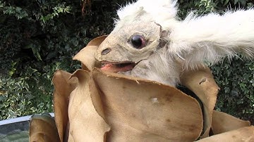 Early Roullet Decamps Rabbit nibbling cabbage automaton