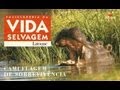 Vida Selvagem - Camuflagem de Sobrevivência - Parte 1 / 5