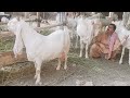 Gulabi Goats |Complete Documentary