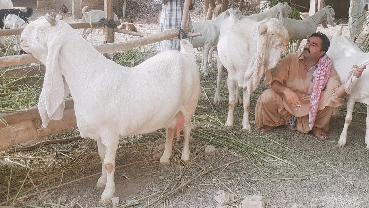 Gulabi Goats Complete Documentary