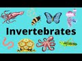 Invertebrate Wonders: Exploring the Diversity of Animal Life